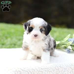 Mack, Cavapoo Puppy